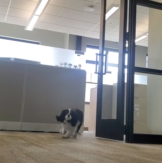 Bucky Goes to Work